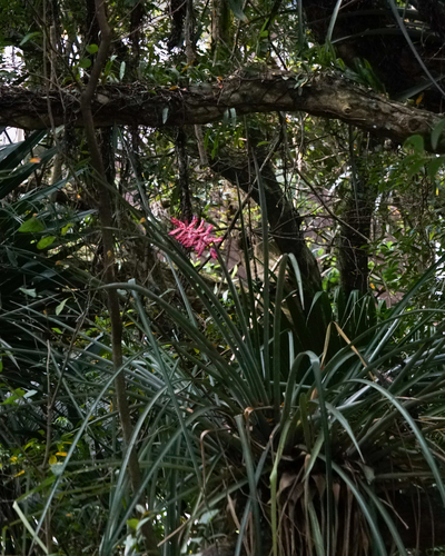 Aechmea distichantha