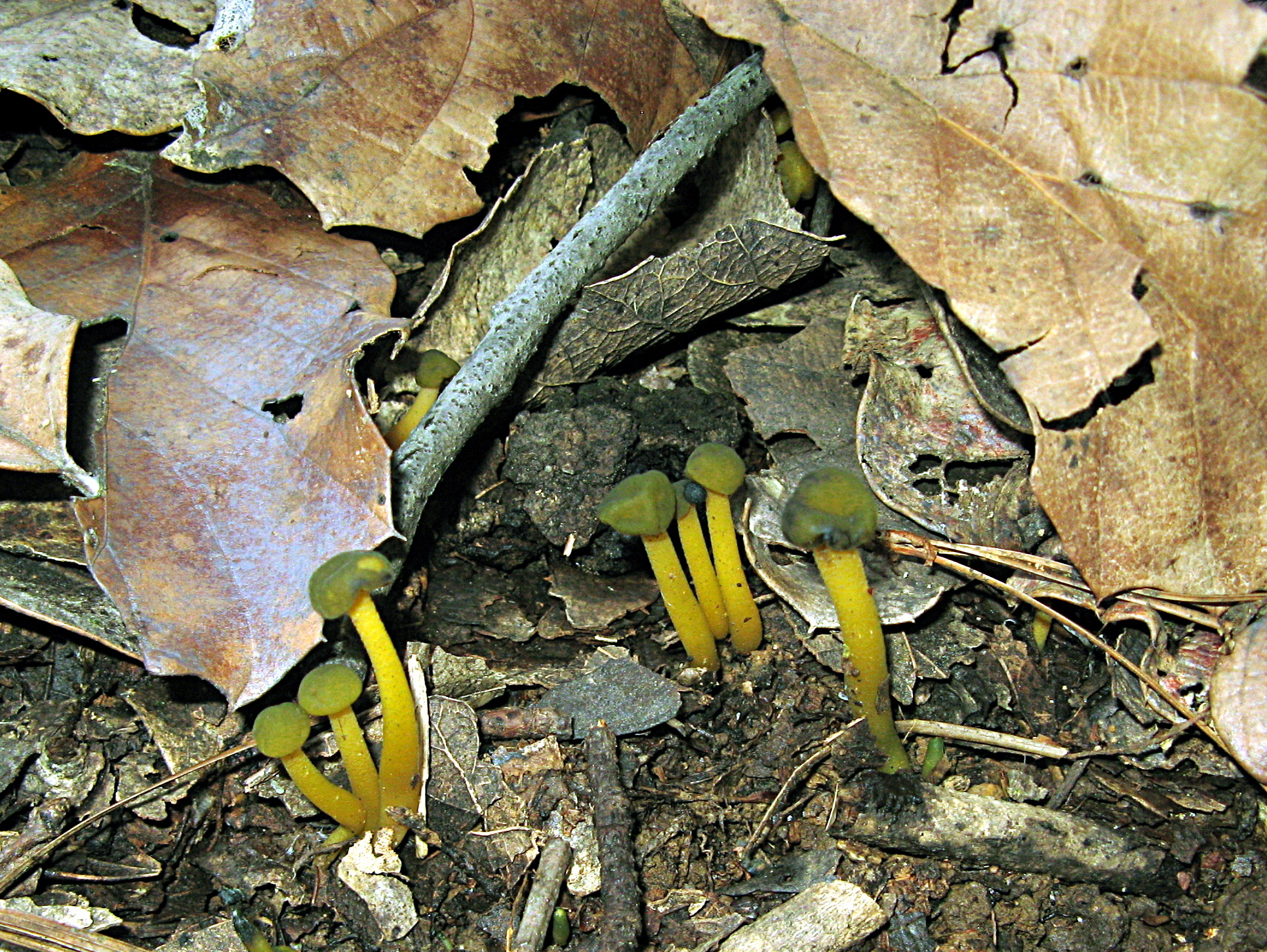 Leotia viscosa image