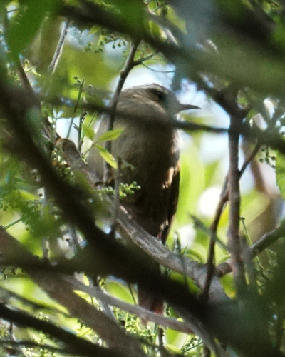 Olive Spinetail (Cranioleuca obsoleta), photo 10