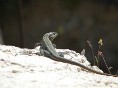 Anatololacerta anatolica