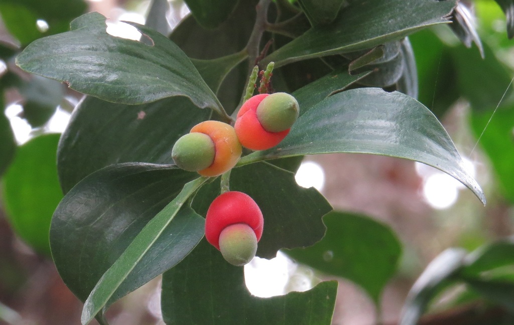 Broad Leaved Native Cherry from Cairns QLD, Australia on November 15 ...