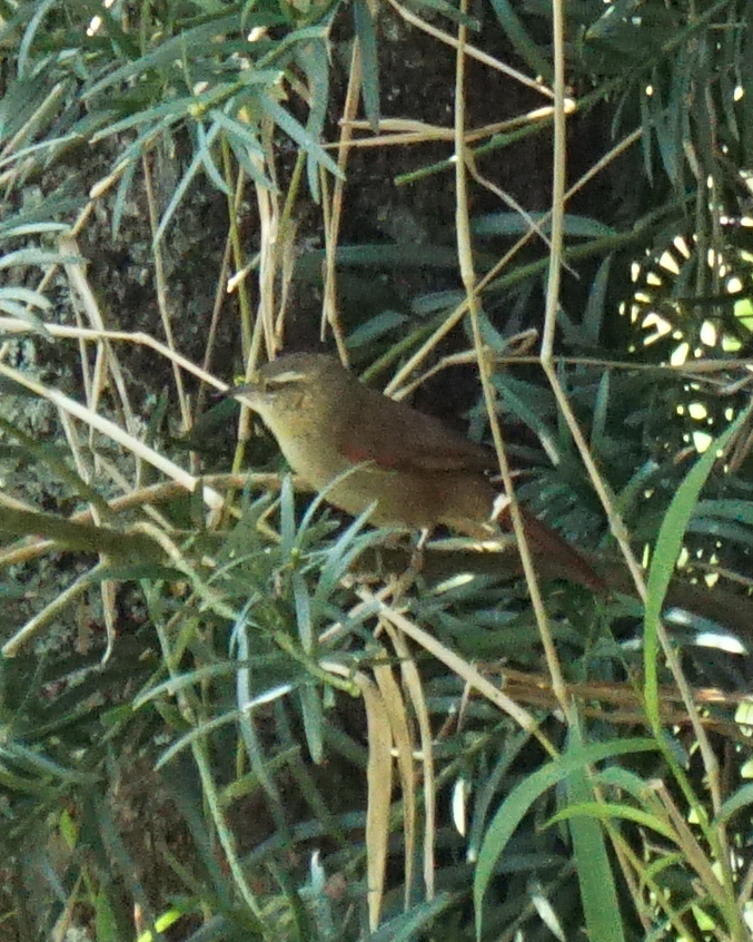 Olive Spinetail (Cranioleuca obsoleta), photo 3