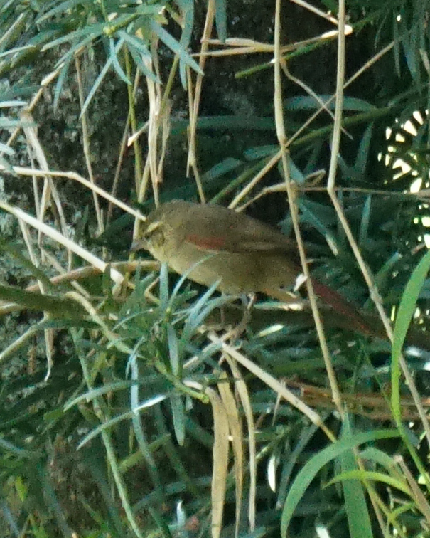 Olive Spinetail (Cranioleuca obsoleta), photo 4