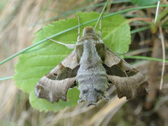 Proserpinus proserpina