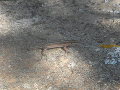 Anatololacerta anatolica