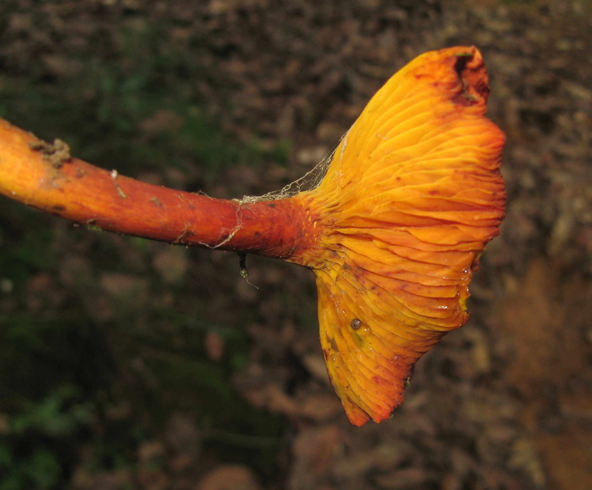 Phylloporus aurantiacus image