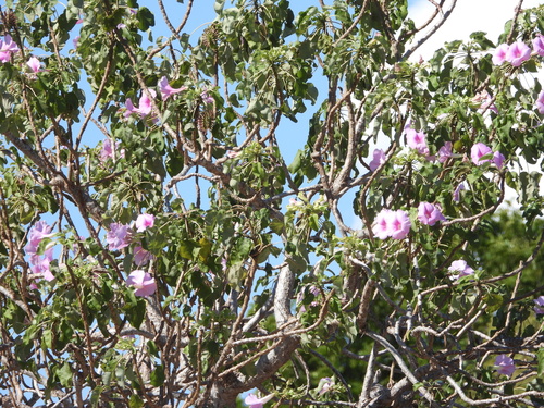 Uncarina abbreviata