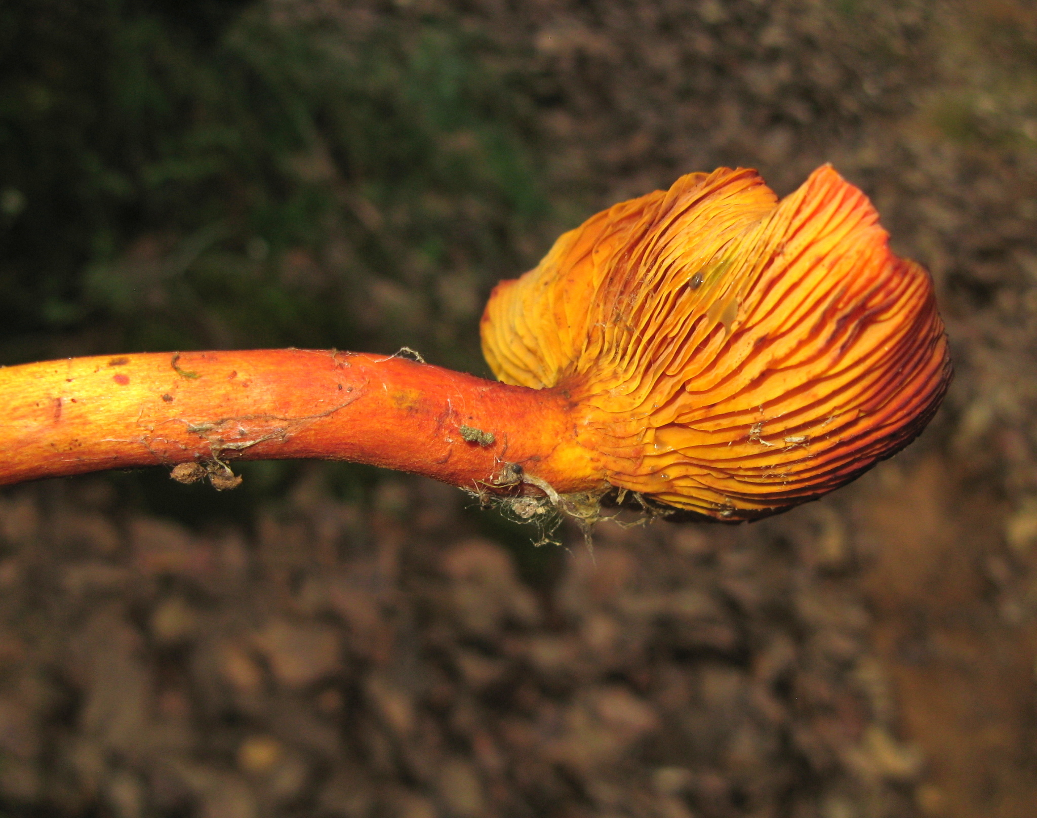 Phylloporus aurantiacus image