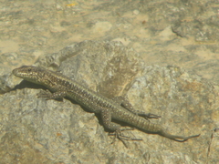 Anatololacerta anatolica