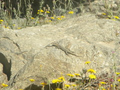 Anatololacerta anatolica