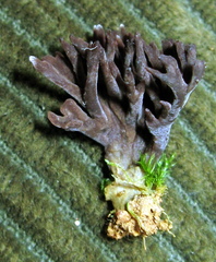 Thelephora multipartita