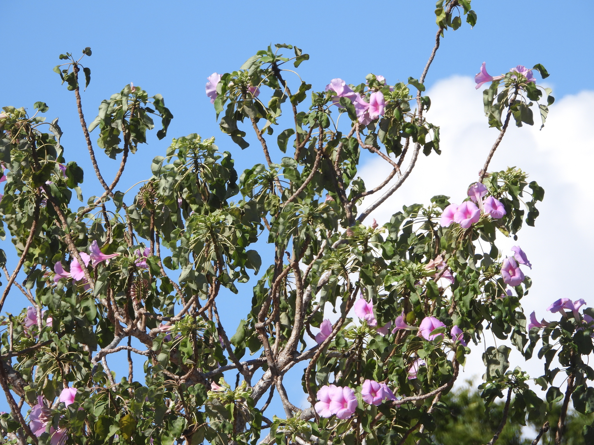 Uncarina abbreviata