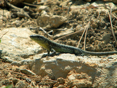 Anatololacerta anatolica