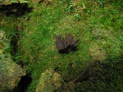 Thelephora multipartita