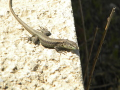 Anatololacerta anatolica