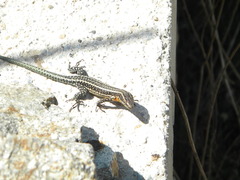 Anatololacerta anatolica