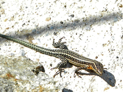 Anatololacerta anatolica