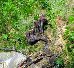 Thelephora multipartita