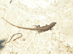 Anatololacerta anatolica