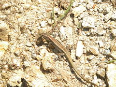 Anatololacerta anatolica