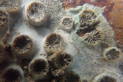 Polycyathus verrilli