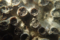 Polycyathus verrilli