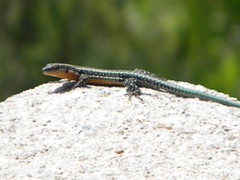 Anatololacerta anatolica