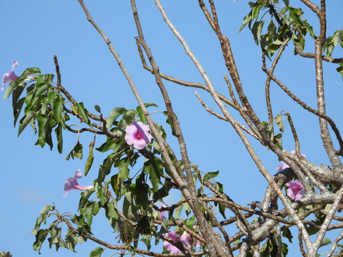 Uncarina abbreviata