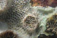 Polycyathus verrilli