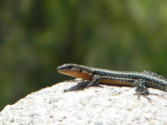 Anatololacerta anatolica