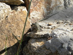 Anatololacerta anatolica