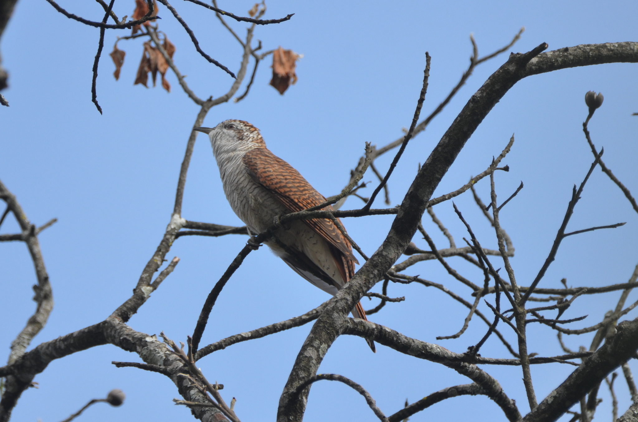 Banded Bay Cuckoo