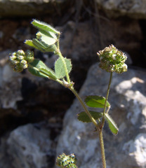 Medicago coronata