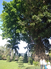 Couroupita guianensis
