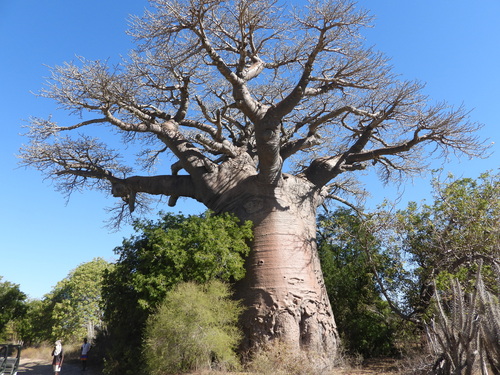 Adansonia grandidieri