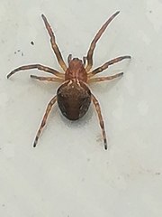 Araneus sturmi