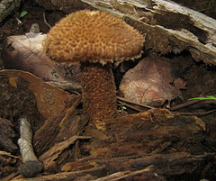 Inocybe hystrix