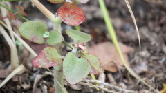 Crassula cordata