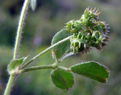 Medicago coronata