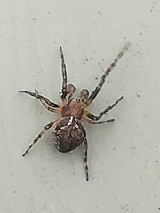 Araneus sturmi
