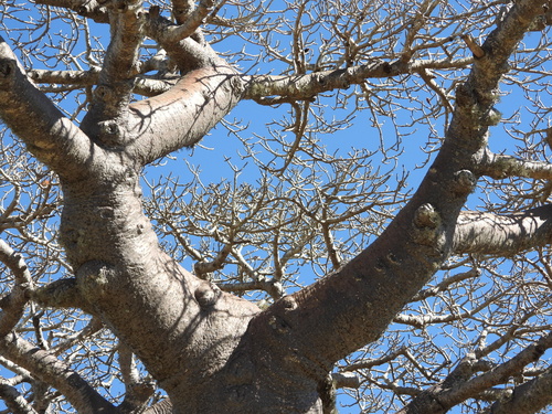 Adansonia grandidieri