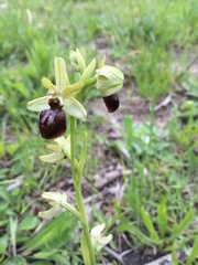 Ophrys sphegodes sphegodes