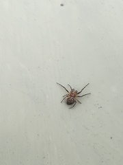 Araneus sturmi