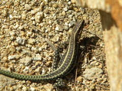 Anatololacerta anatolica