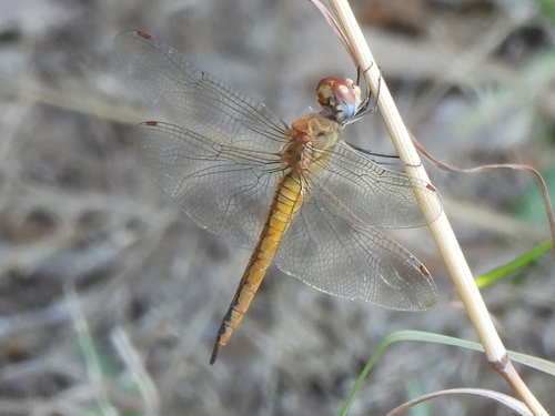Wandering Glider photo 5