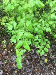 Roter Hartriegel (Cornus sanguinea): Herkunft und Verwendung — Foto 3