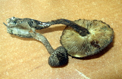 Inocybe hystrix