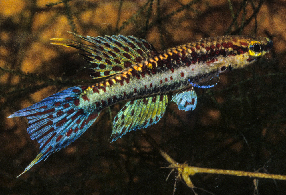 Aphyosemion lugens