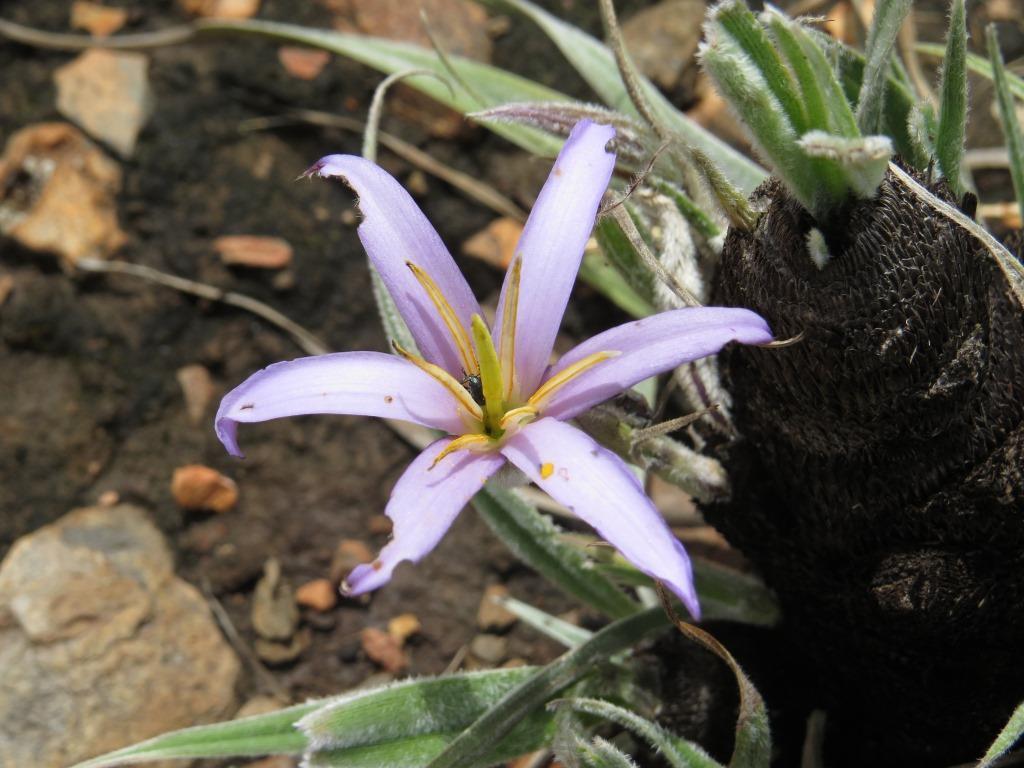 Hairy Fibre-Stem