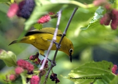 Zosterops senegalensis